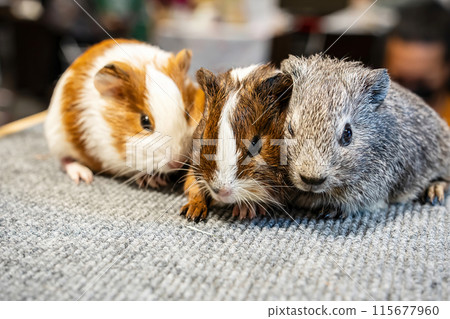 American Guinea Pig 115677960