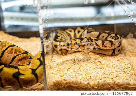 Ball python Ball python 115677962
