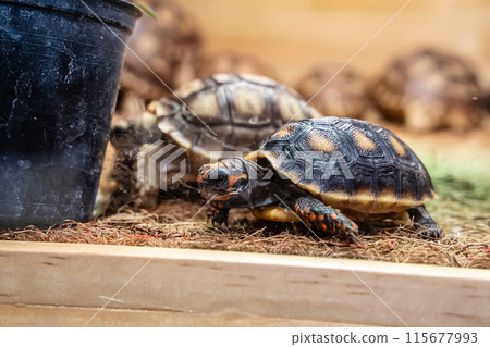 The turtles The turtles 115677993