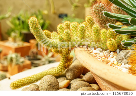 Cactus on sandy soil Cactus on sandy soil 115678030