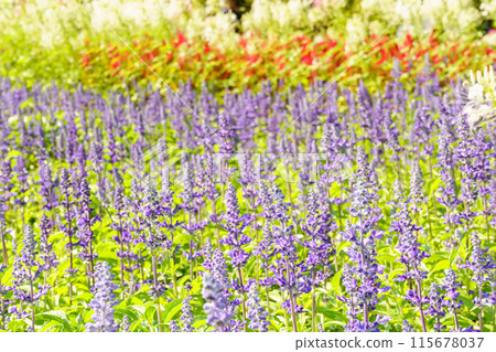 Salvia farinacea or blue salvia Salvia farinacea or blue salvia 115678037