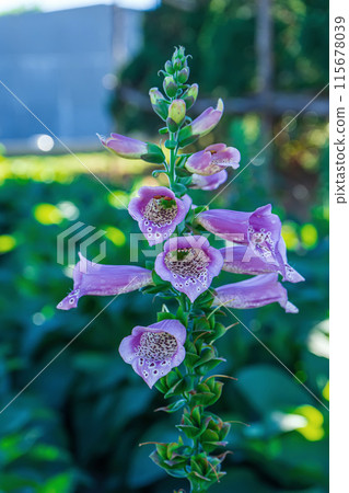 Foxglove (toxic flower) Foxglove (toxic flower) 115678039