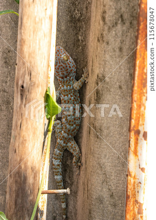 Gecko on the wall Gecko on the wall 115678047