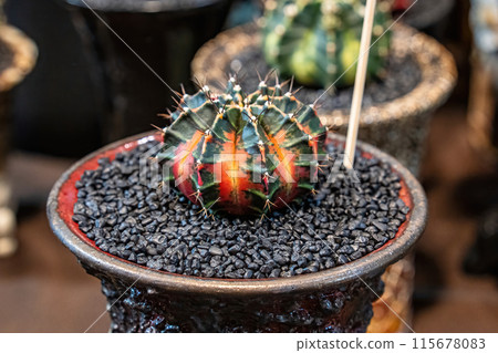 Cactus on sandy soil 115678083