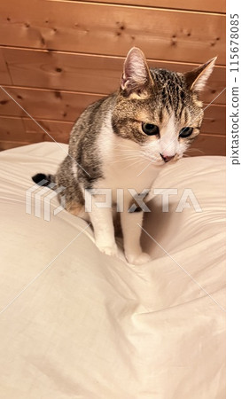 A mackerel cat relaxing on the second floor of a log house A mackerel cat relaxing on the second floor of a log house 115678085