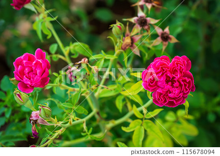 Rosa damascena or damask rose or iranian rose Rosa damascena or damask rose or iranian rose 115678094