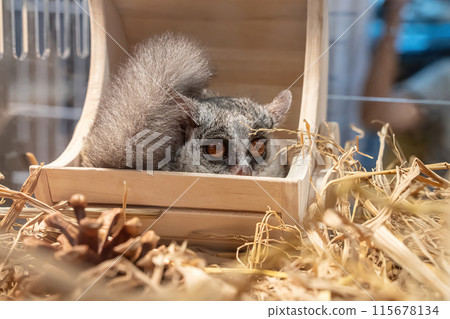 Bush babies sleeping Bush babies sleeping 115678134