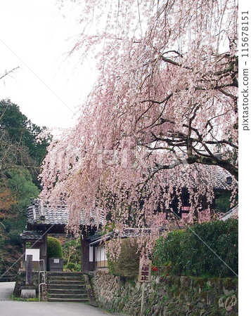 小野寺/垂枝櫻花 小野寺/垂枝櫻花 115678151