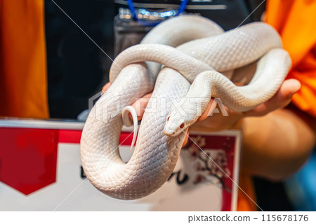 Ball python 115678176
