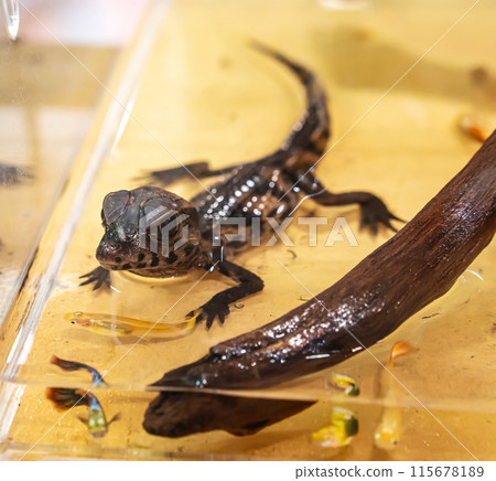 Dwarf crocodile Dwarf crocodile 115678189