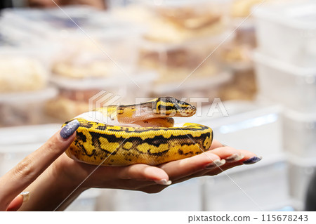 Ball python 115678243