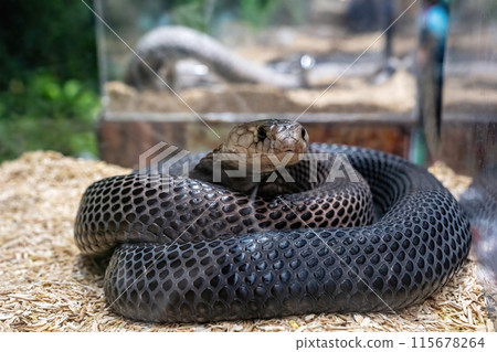 The snake The snake 115678264