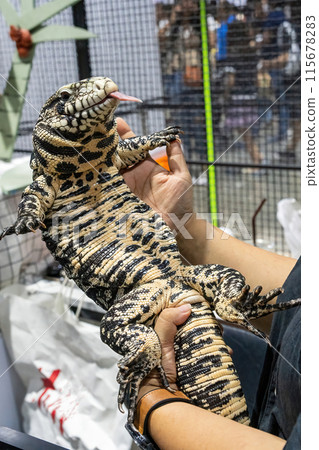 Black and White Tegu 115678283