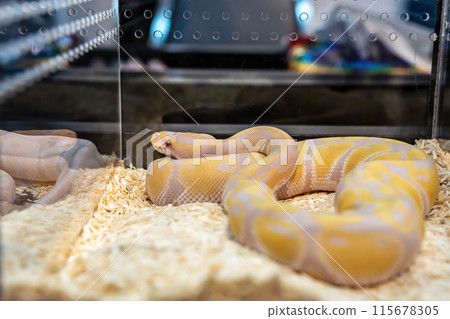 Ball python Ball python 115678305