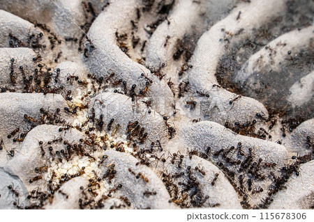 Ants for raising Ants for raising 115678306