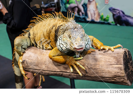 Iguana on a log Iguana on a log 115678309
