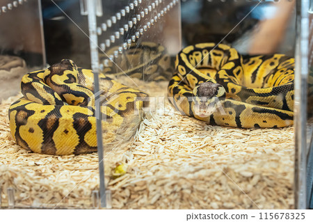 Ball python Ball python 115678325