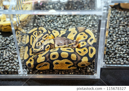 Ball python Ball python 115678327