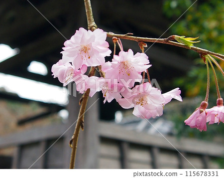 Oonoji Temple Weeping Cherry Blossoms Oonoji Temple Weeping Cherry Blossoms 115678331