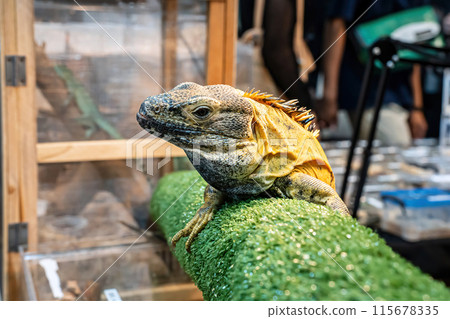 Iguana on a log Iguana on a log 115678335