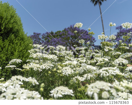 奧拉亞白花在植物園裡綻放 115678363
