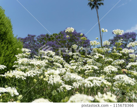 奧拉亞白花在植物園裡綻放 115678366
