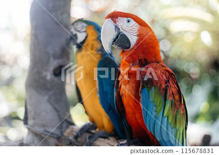 Blue yellow and red macaw parrots sitting on wooden stick 115678831