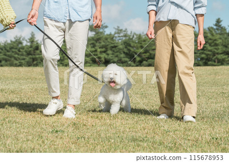 Owner and Bichon Frize taking a dog walk/walking/bathing outside 115678953