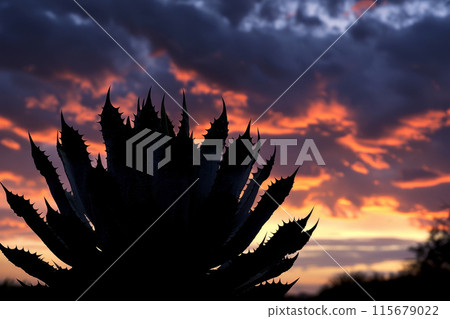 A silhouette of a plant is shown against a backdrop of a sunset 115679022
