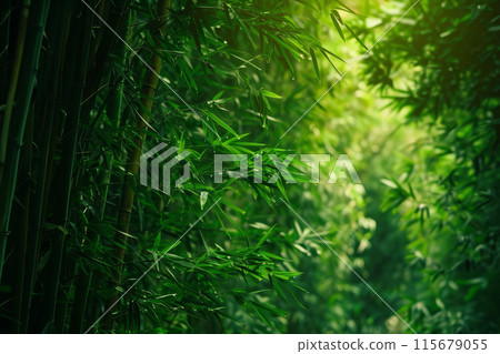 A forest of tall green bamboo trees with sunlight shining through the leaves 115679055