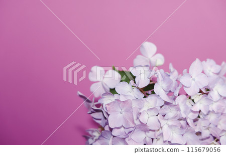 Hydrangea_Greetings 115679056