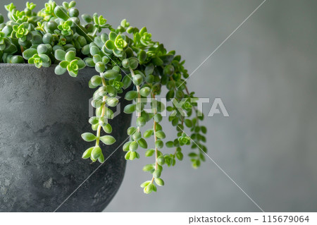 A plant with green leaves is in a black pot 115679064