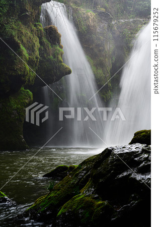 Yellow cattle waterfall Yellow cattle waterfall 115679252