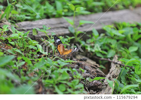 信越本線 安中磯部 JR東日本 立八町 115679294