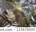 A frog resting at the water's edge 115679505