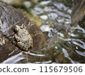 Kajika frog and the flow of the river 115679506