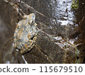 A frog that blends in with a rock 115679510