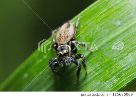 A hairy little female white-tailed jumping spider (natural light + macro close-up photo) 115680009