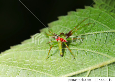 A poor spider infested with multiple spider mites (natural light + strobe, macro close-up) 115680010