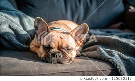 Cute cream french bulldog nap at home Cute cream french bulldog nap at home 115680112