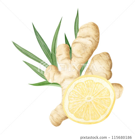 Watercolor ginger and round lemon slice watercolor illustration in yellow and green colors isolated on white. Spicy citrus fruits for traditional medicine recipes, sour desserts and herbal drinks Watercolor ginger and round lemon slice watercolor illustration in yellow and green colors isolated on white. Spicy citrus fruits for traditional medicine recipes, sour desserts and herbal drinks 115680186