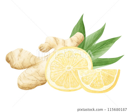 Watercolor lemons with ginger roots and vegetable slices illustration in pastel yellow, beige and green colors isolated on white. Citrus fruits for traditional medicine recipes Watercolor lemons with ginger roots and vegetable slices illustration in pastel yellow, beige and green colors isolated on white. Citrus fruits for traditional medicine recipes 115680187