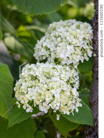 Hydrangeas: A seasonal feature of early summer Hydrangeas: A seasonal feature of early summer 115680190