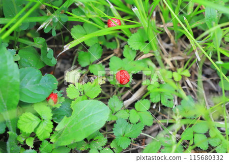 紅色成熟的蛇草莓果實 115680332