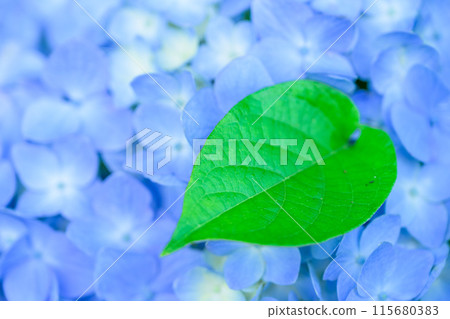 沐浴在美麗光線下的繡球花裝飾花和葉的微距攝影(田原山社區中心萌之裡) 沐浴在美麗光線下的繡球花裝飾花和葉的微距攝影(田原山社區中心萌之裡) 115680383