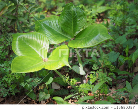 Musashi Bumi leaves Musashi Bumi leaves 115680387