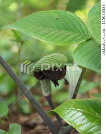 Musashi Bumi Musashi Bumi 115680388