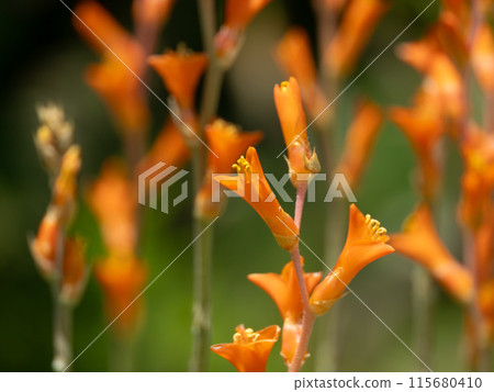 亮橙色水竹 亮橙色水竹 115680410