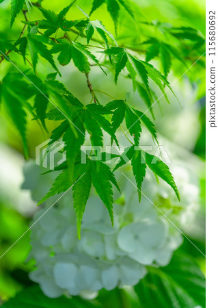 在美麗的光線下閃耀的裝飾性白色繡球花的特寫（旅遊勝地田原山交流中心萌之裡） 115680692