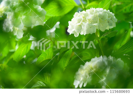 在美麗的光線下閃耀的裝飾性白色繡球花的特寫(旅遊勝地田原山交流中心萌之裡) 在美麗的光線下閃耀的裝飾性白色繡球花的特寫(旅遊勝地田原山交流中心萌之裡) 115680693